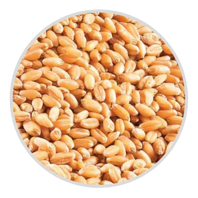 wheat grains in automatic atta chakki - milan atta maker